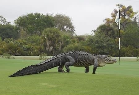 An American alligator estimated to be 12-13 feet long walks onto the edge of the putting green on the seventh hole of Myakka Pines Golf Club in Englewood, Florida. REUTERS/Bill Susie