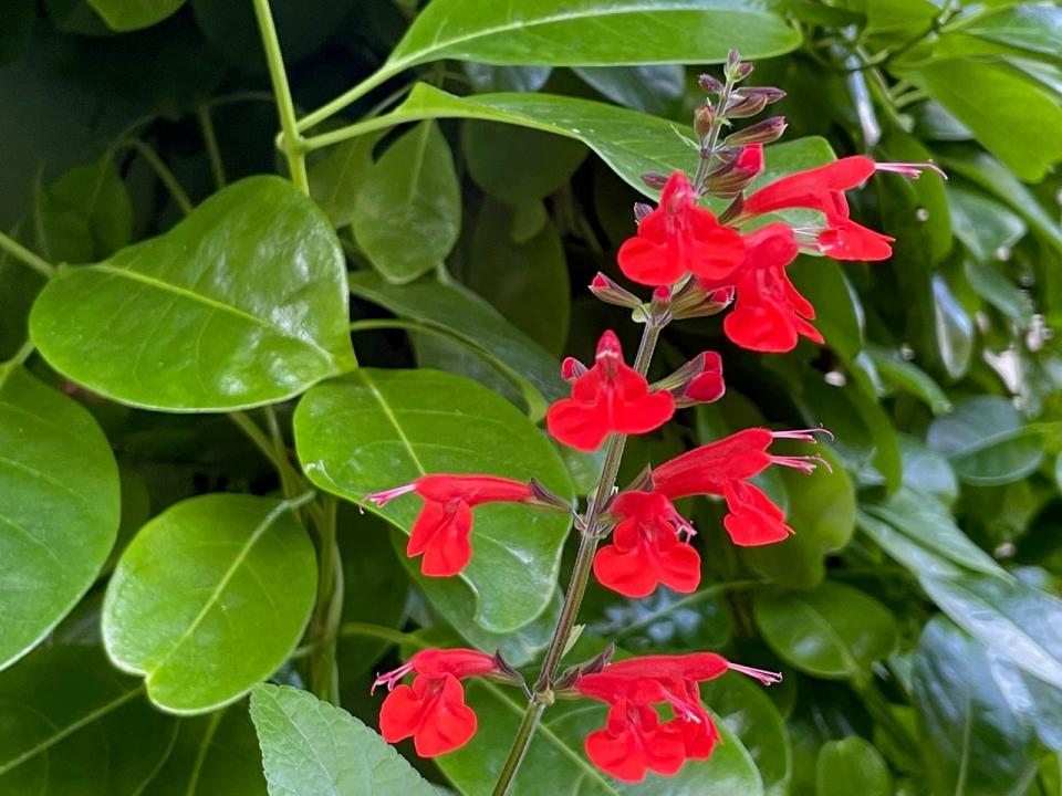 Red flowers of Salvia coccinea bloom on the island. The flowers are generally an inch long and arranged in loose bunches along the upright stem and bloom from early summer to the late fall. They attract many birds and insects, including hummingbirds and butterflies.
