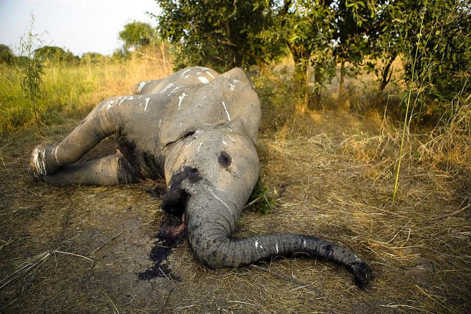 An elephant lies dead in a field with its tusks removed. 