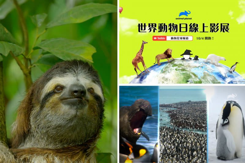 10月４日世界動物日，動物星球頻道攜手人氣插畫家Cherng(馬來貘）為動物發聲。（動物星球頻道提供）