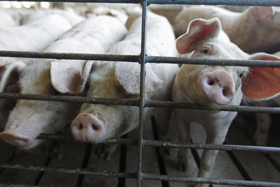 Muchos criadores de cerdo no se han adaptado a una nueva norma de California que en ese estado prohibe, a partir de 2022, la venta de carne de cerdos criados en espacios menores a 24 pies cuadrados por animal. (AP)