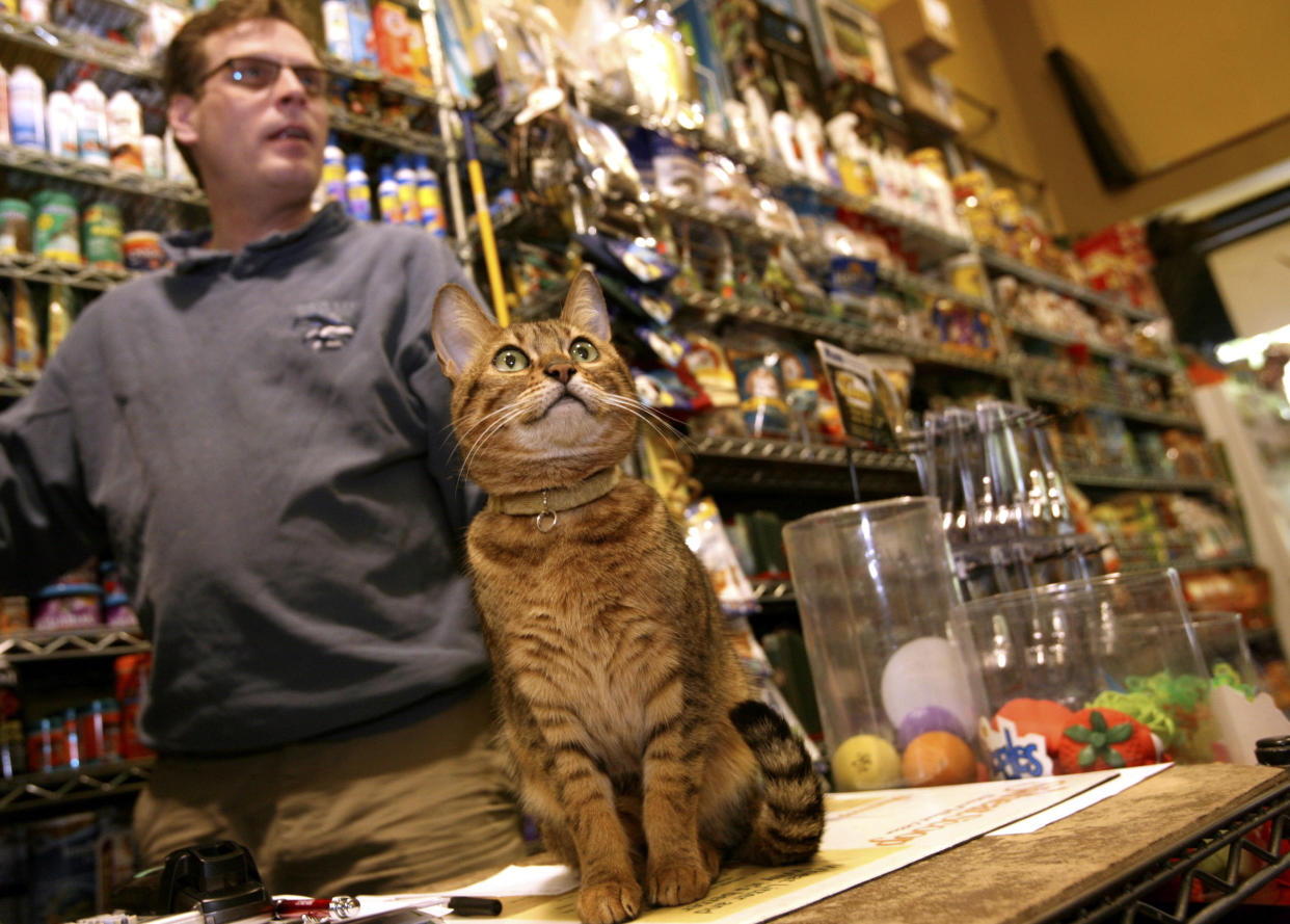FILE - Ed Frerotte, of Petqua pet store, and the store cat Frankie stand at the counter on May 22, 2008, in New York. New York has become the latest state to ban the sale of cats, dogs, and rabbits in pet stores in an attempt to target commercial breeding operations decried by critics as “puppy mills.” The new law, signed by Gov. Kathy Hochul on Thursday, Dec. 15, 2022, will take effect in 2024. (AP Photo/Diane Bondareff, File)