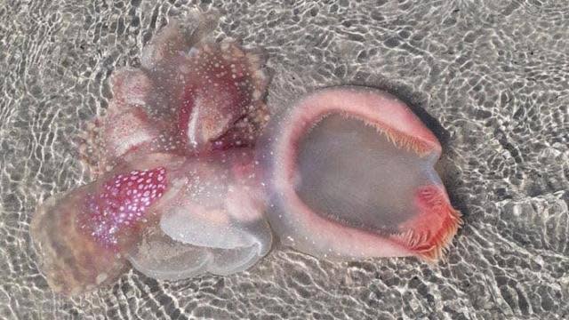 Australia: Strange, mysterious alien-like creature washes up on Queensland Beach 