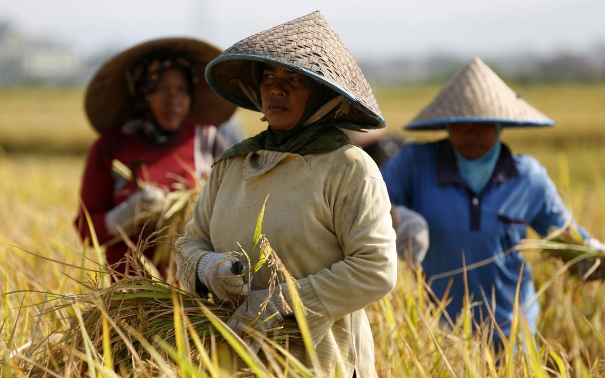 Farmers harvest rice using traditional methods in the Aceh Besar region, Indonesia