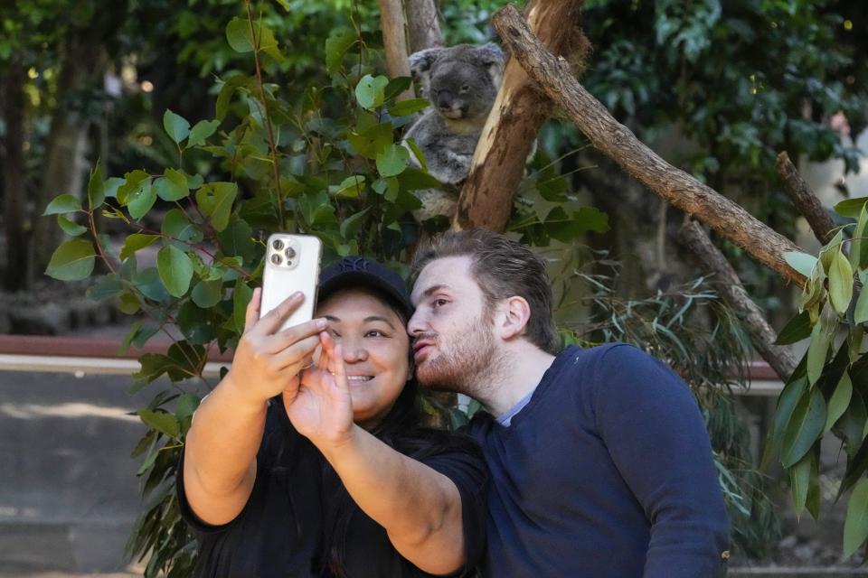 Visitors take a selfie with a koala at a koala park in Sydney, Australia, Friday, May 5, 2023. Australian scientists have begun vaccinating wild koalas against chlamydia in a pioneering field trial in New South Wales. The aim is to test a method for protecting the beloved marsupials against a widespread disease that causes blindness, infertility and death. (AP Photo/Mark Baker)