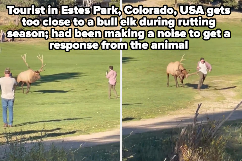 Two images showing a tourist in Estes Park, Colorado, USA getting dangerously close to a bull elk during rutting season, attempting to get a response from the animal