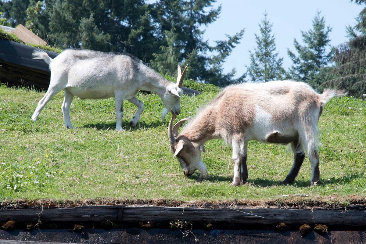 Old Country Market, Coombs, British Columbia