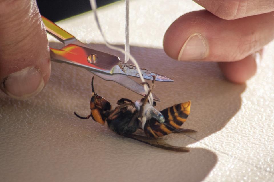 In photo provided by the Washington State Dept. of Agriculture, a worker attaches a tracking device to an Asian Giant Hornet, Thursday, Oct. 22, 2020 near Blaine, Wash. Scientists have discovered the first nest of so-called murder hornets in the United States and plan to wipe it out Saturday to protect native honeybees, officials in Washington state said Friday, Oct. 23, 2020. (Karla Salp/Washington Dept. of Agriculture via AP)