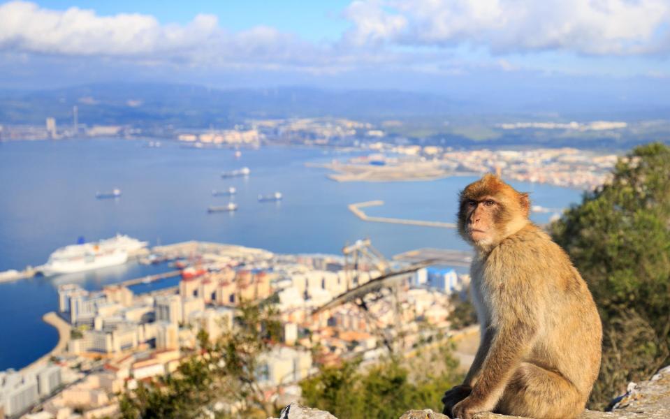 Watch out for Barbary macaques in Gibraltar - Getty