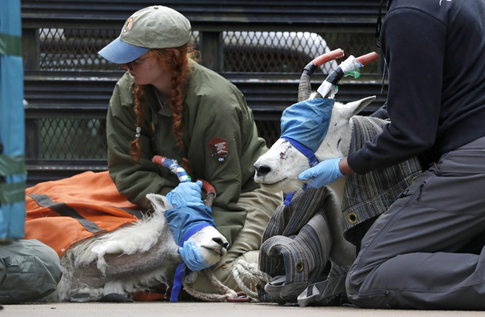 A pair of blindfolded and hobbled mountain goats, including a billy, right, and a nanny, are cradled by workers in the back of a truck after being airlifted by helicopter Tuesday, July 9, 2019, to Hurricane Ridge in the Olympic National Park, near Port Angeles, Wash. For the second straight summer, mountain goats are flying in Olympic National Park. Officials this week began rounding up the sure-footed but nonnative mammals from remote, rugged parts of the park so they can be relocated into the Cascade Mountains, where they do belong. (AP Photo/Elaine Thompson)