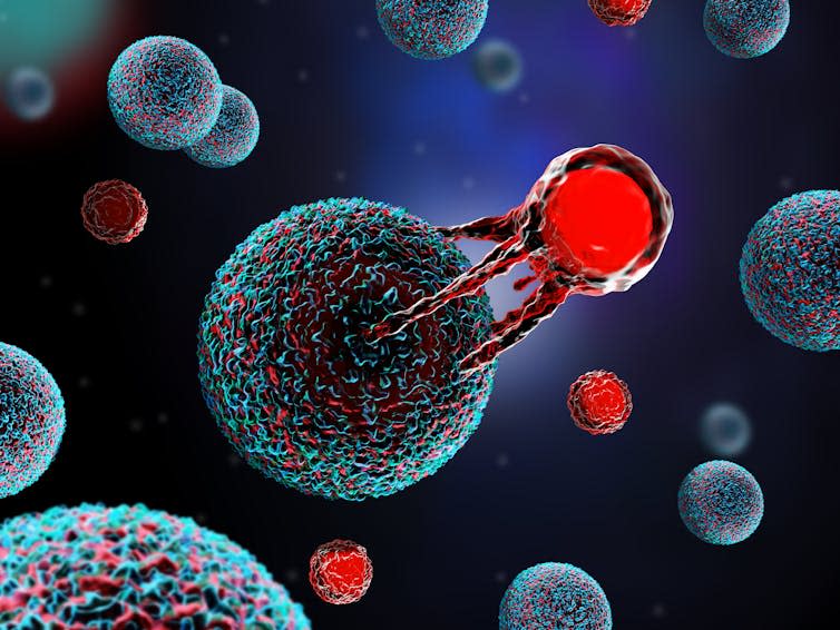 A immune cell attacking an abnormal cell.