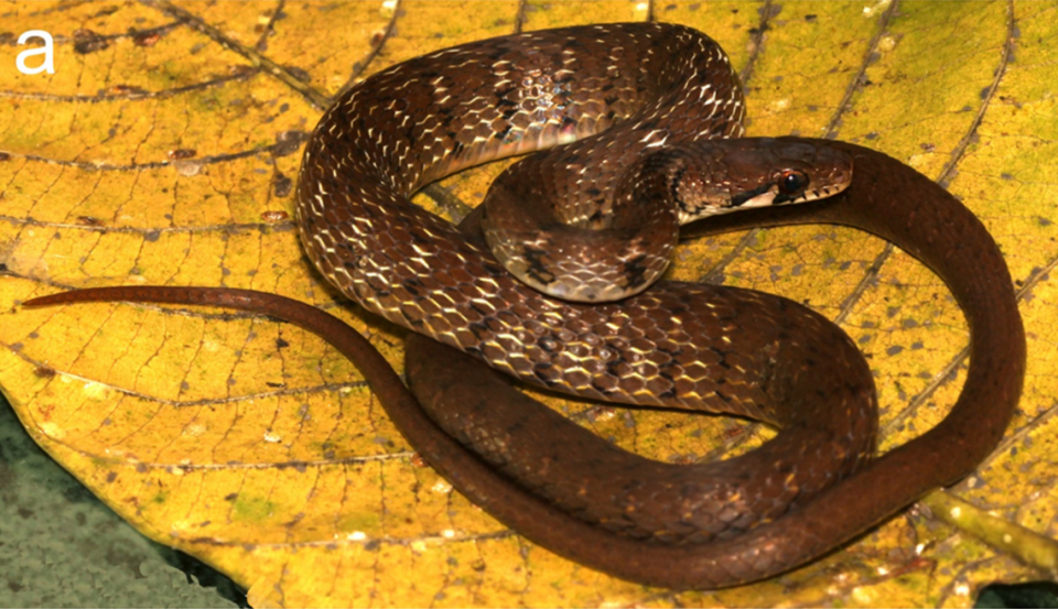 A Sahyadriophis uttaraghati, or Northern Sahyadri keelback snake, curled up on a leaf.