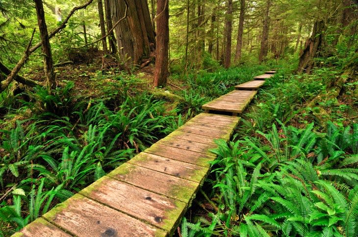 Path made of wooden beams, leading through the rainforest to Sand Point, Olympic National Park, Washington, USA