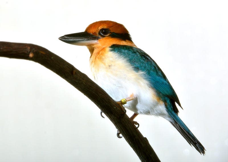 A Guam kingfisher.