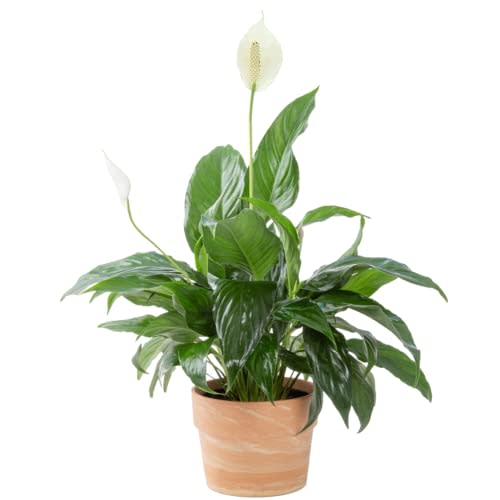 Costa Farms Peace Lily Plant, Live Indoor House Plant with Flowers, Room Air Purifier in Modern Decor Planter, Potting Soil, Plant Lover, Anniversary or New Home Gift, Desk Decor, 15-Inches Tall