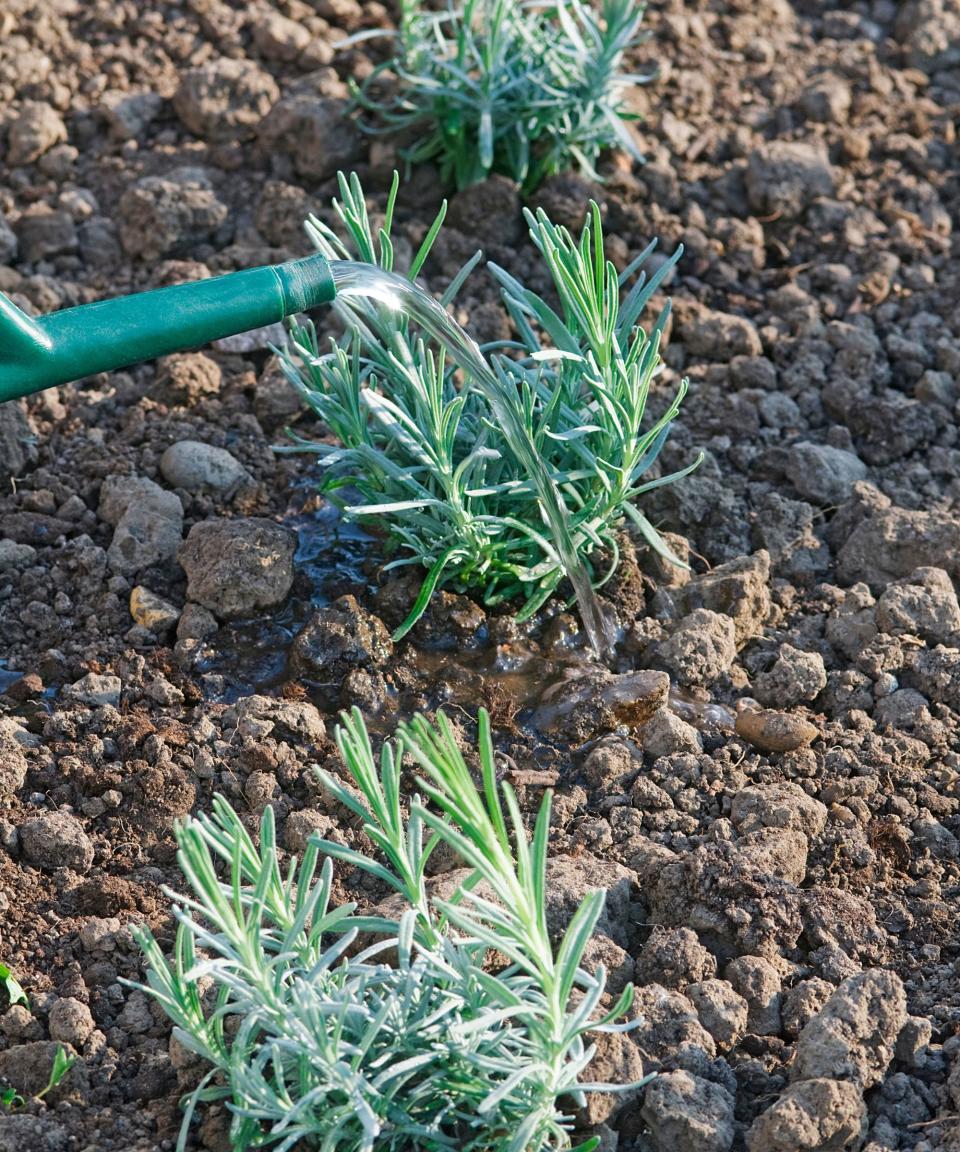 Lavender starters being watered in the ground