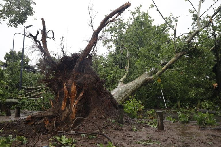 Uno de los tantos árboles que se cayó en los Bosques de Palermo