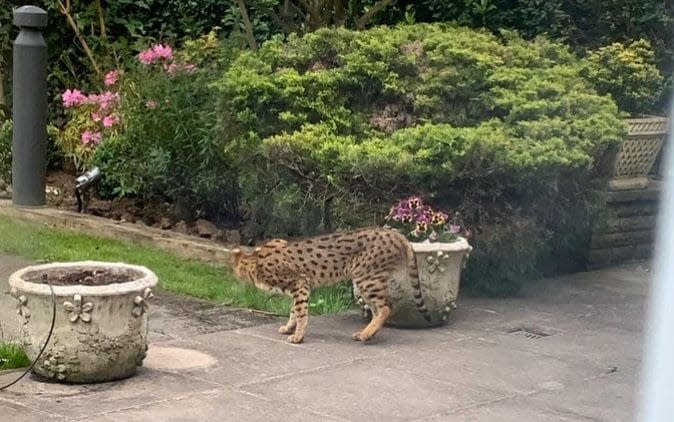 The cat startled well-heeled residents in Hampstead, north London - Lance Forman