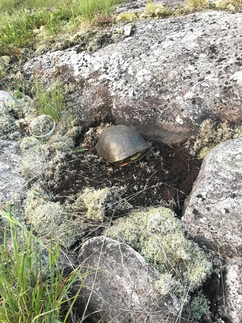 Blanding's turtle at new habitat created by researchers from the University of Waterloo.