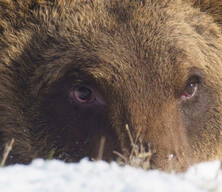 Italy is morning the death of a mischievous mountain bear that made global headlines years ago when it broke into bakery and feasted on biscuits. The Marsican brown bear, which had been named Juan Carrito, was killed after it was hit by a car on a mountain road near the town of Castel di Sangro in central Italy on Jan. 23, 2023.