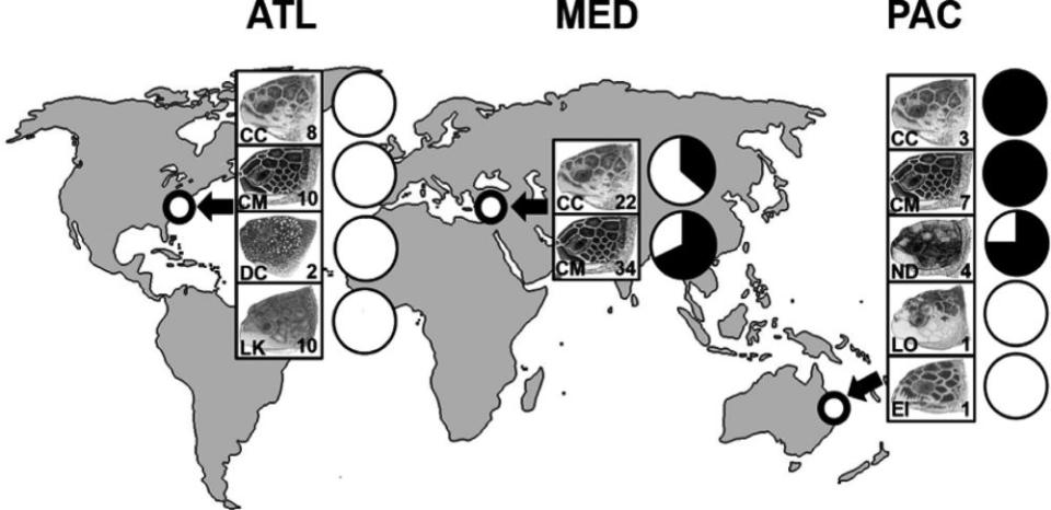 El estudio analiza diferentes especies de tortugas dispersas por el Atlántico, Pacífico y Mediterráneo | imagen Mayes, et al.