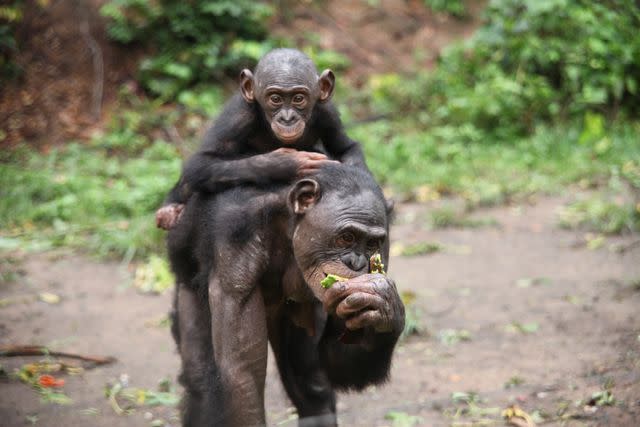 <p>Friends of Bonobos Congo/Tusk conservation awards</p> An adult and baby bonobo