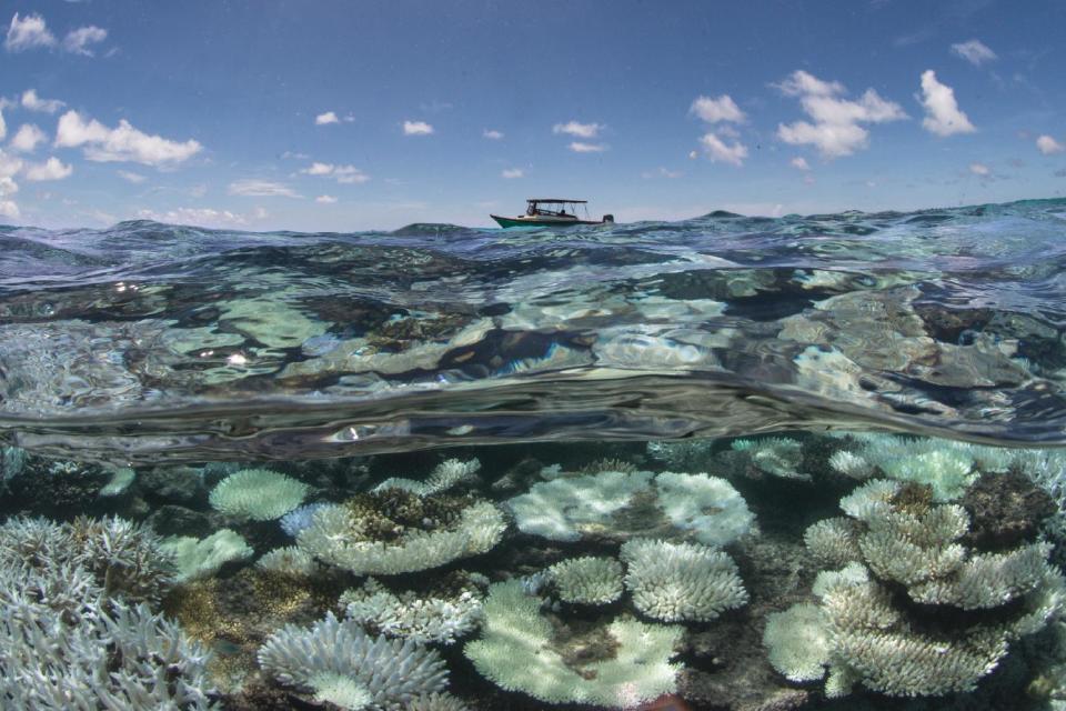 In this May 2016 photo released by The Ocean Agency/XL Catlin Seaview Survey, a boat sails near a coral reef that has been bleached white by heat stress in the Maldives. Coral reefs, unique underwater ecosystems that sustain a quarter of the world's marine species and half a billion people, are dying on an unprecedented scale. Scientists are racing to prevent a complete wipeout within decades. (The Ocean Agency/XL Catlin Seaview Survey via AP)