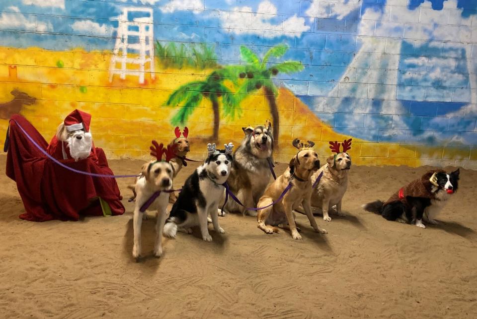 Doggy Daycare Recreates Nativity Scene with Canines