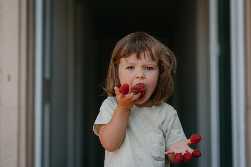 a natural light horizontal portrait of a cute toddler girl with brown hair and eyes is having fun eating raspberries put on fingers wearing a neutral light shirt looking in the camera