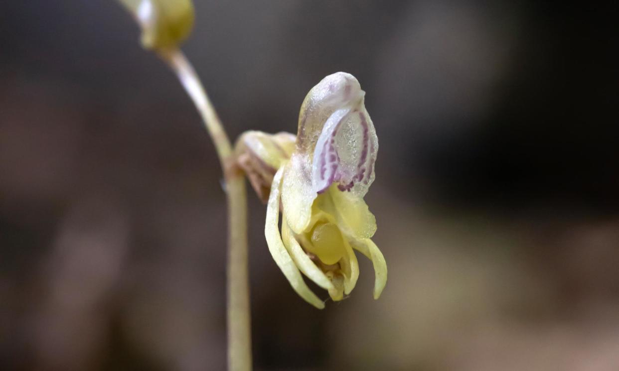 <span>The ghost orchid has no leaves and no chlorophyll, and feeds on nutrients from fungi that live underground.</span><span>Photograph: Richard Bate</span>