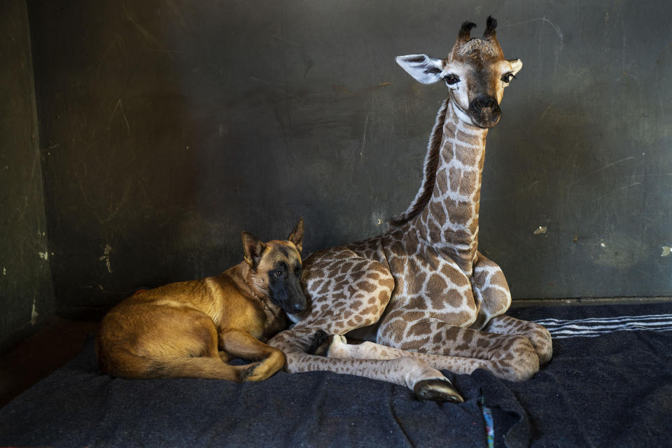 REPLACES HIS INSTEAD OF HER - FILE - In this Friday Nov 22, 2019 file photo, Hunter, a young Belgian Malinois, keeps an eye on Jazz, a nine-day-old giraffe at the Rhino orphanage in the Limpopo province of South Africa. Jazz, who was brought in after being abandoned by his mother at birth, died of brain hemorrhaging and hyphema it was announced Friday, Dec. 6, 2019. (AP Photo/Jerome Delay)