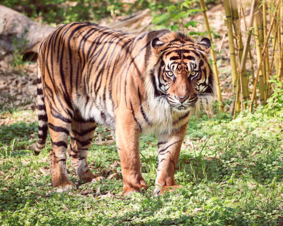 Felix, the father tiger (Courtesy: Nashville Zoo)