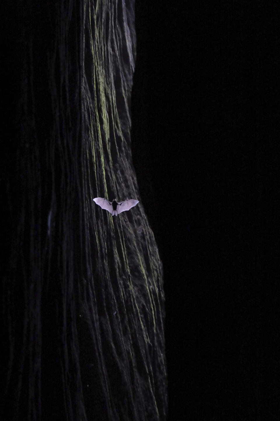 A bat flies through a narrow crevice in Wuyishan in eastern China's Fujian province on Tuesday, Aug. 13, 2019. (AP Photo/Ng Han Guan)