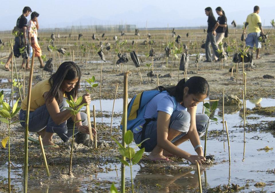 Volunteers plant mangrove saplings in the Philippines. <a href="https://www.gettyimages.com/detail/news-photo/filipino-volunteers-plant-mangrove-saplings-during-the-news-photo/73318400?phrase=philippines%20planting%20mangroves&adppopup=true" rel="nofollow noopener" target="_blank" data-ylk="slk:Romeo Gacad/AFP via Getty Images;elm:context_link;itc:0;sec:content-canvas" class="link ">Romeo Gacad/AFP via Getty Images</a>