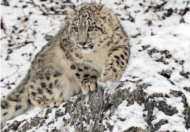 Snow Leopard, Species