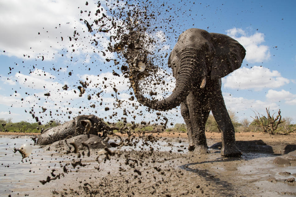 An African elephant sprays mud over itself to keep cool and protect its skin from the intense sun in Waterhole: Africa’s Animal Oasis (Isak Pretorius/BBC)