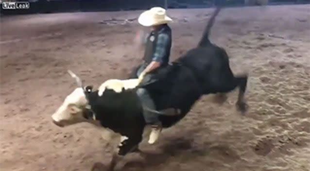 The rider was thrown off the bull named Moonshine. Source: LiveLeak