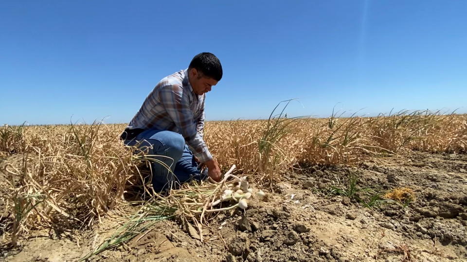 Salvador Parra is seen with a garlic crop he is preparing to harvest and sell amid the dry climate in Cantua Creek, CA, June 15, 2021. REUTERS/Norma Galeana