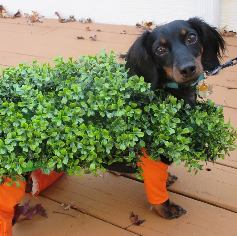 Chia Pet Dog Costume