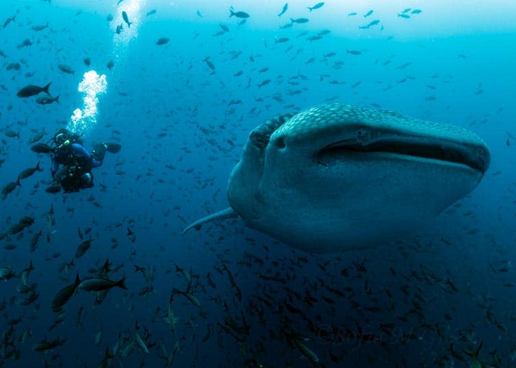A diver swimming alongside a whale shark.