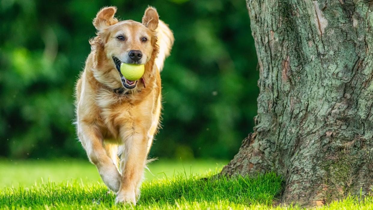  A Golden Retriever running with her ball in yard by a tree. 