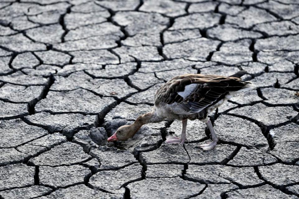 A goose looks for water in the dried bed of Lake Velence in Velence, Hungary (AP)