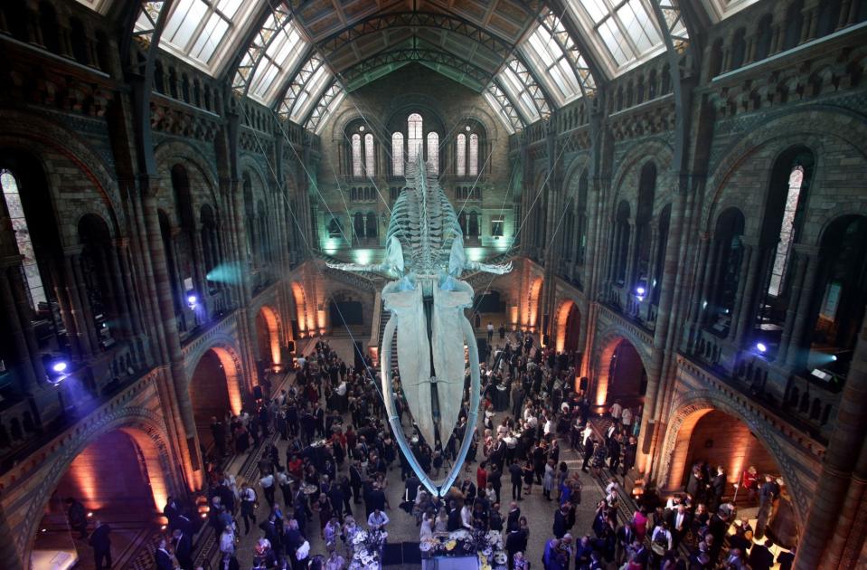 In pictures: Duchess of Cambridge unveils 'Hope' the whale at Natural History Museum