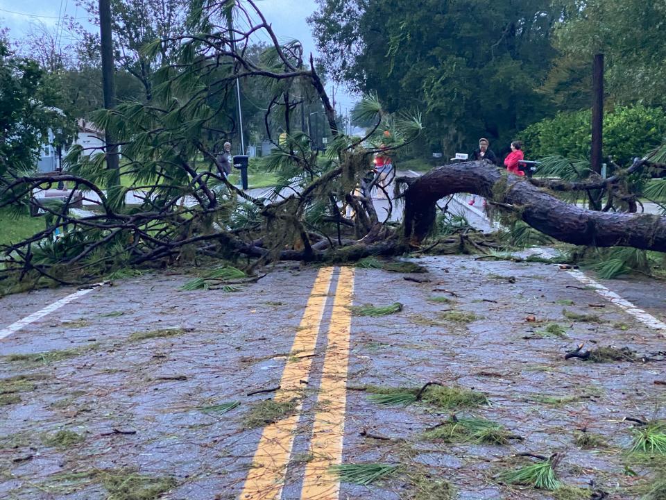 Old Tampa Highway just west of Airport Road was blocked by this tree that fell early Thursday morning after Hurricane Ian.