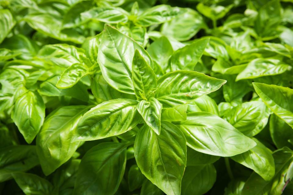 <p>Basil needs full sun and well-drained soil. Pinch off the flowers as soon as they begin to form to encourage branching and the growth of more leaves. </p><p><strong>How to use:</strong> Basil has antiseptic and antibacterial properties. Crush a few leaves and apply to mosquito bites. Leave on for a few minutes to relieve itching. It's the star ingredient in many Mediterranean dishes including sauces, soups, and pesto. It also freezes well if you have an abundance (toss leaves in a blender with water or olive oil, blend until mostly smooth, then freeze in ice cube trays!). </p><p><a class="link " href="https://go.redirectingat.com?id=74968X1596630&url=https%3A%2F%2Fwww.burpee.com%2Fherbs%2Fbasil%2Fbasil-genovese-organic-prod000489.html&sref=https%3A%2F%2Fwww.countryliving.com%2Fgardening%2Fgarden-ideas%2Fg29804807%2Fbest-healing-plants%2F" rel="nofollow noopener" target="_blank" data-ylk="slk:SHOP BASIL;elm:context_link;itc:0;sec:content-canvas">SHOP BASIL</a></p>