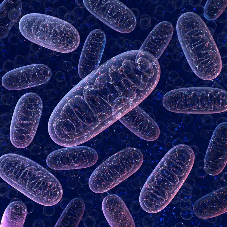 <span class="caption">Mitochondria: the part of the cell that generates energy.</span> <span class="attribution"><a class="link " href="http://www.shutterstock.com/pic-425227336/stock-photo-mitochondria-on-a-dark-blue-background-3d-illustration.html?src=sIkaPgcz9fc99wEiASRVaw-1-11" rel="nofollow noopener" target="_blank" data-ylk="slk:Wire_man/Shutterstock.com;elm:context_link;itc:0;sec:content-canvas">Wire_man/Shutterstock.com</a></span>