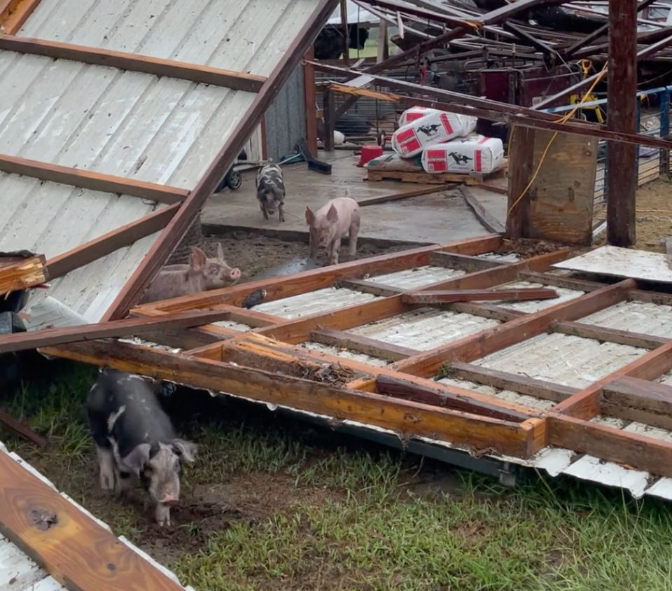 Hurricane Idalia destroyed the show barn at Lyons Show Pigs along with other structures on the Lyons family farm in Mayo, Florida, after it made landfall on Aug. 30, 2023. About 50 pigs were inside the barn when the hurricane hit, but all survived.