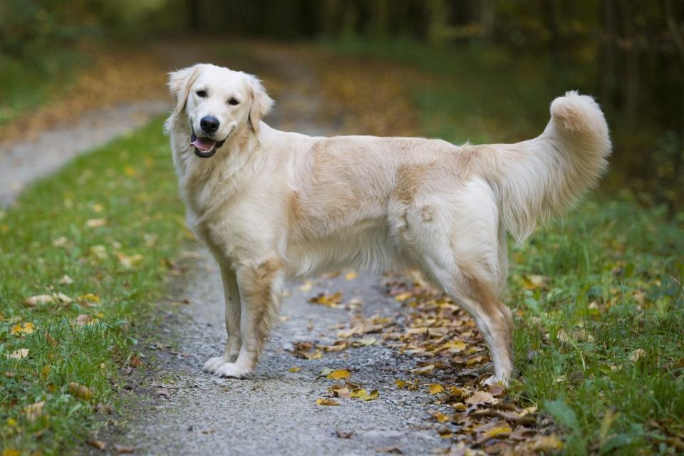 20 best dogs for kids golden retriever