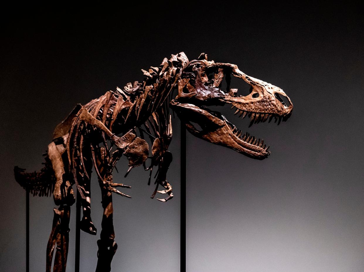 A Gorgosaurus dinosaur skeleton, the first to be offered at auction, is displayed at Sotheby's New York, Tuesday, July 5, 2022, in New York.
