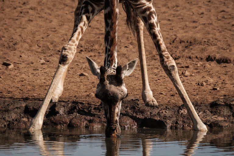Una jirafa masai bebe agua en la reserva Selenkay, un área de conservación de propiedad comunitaria administrada por una empresa privada, en Amboseli, Kenia